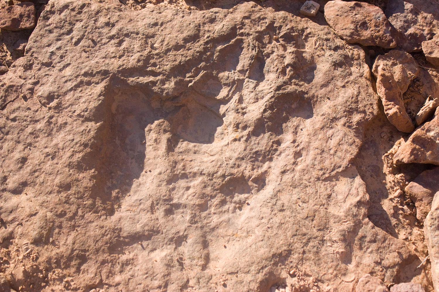 Dinosaur Footprint