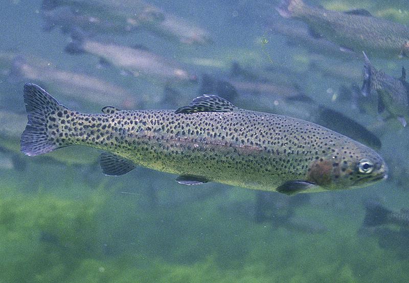 Photo of Rainbow Trout