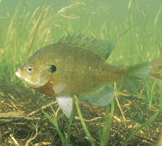 Photo of Bluegill