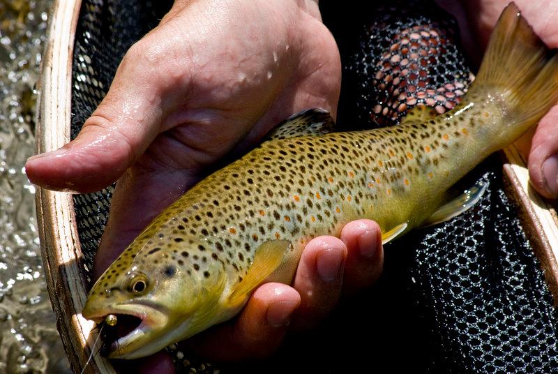 Photo of Brown Trout