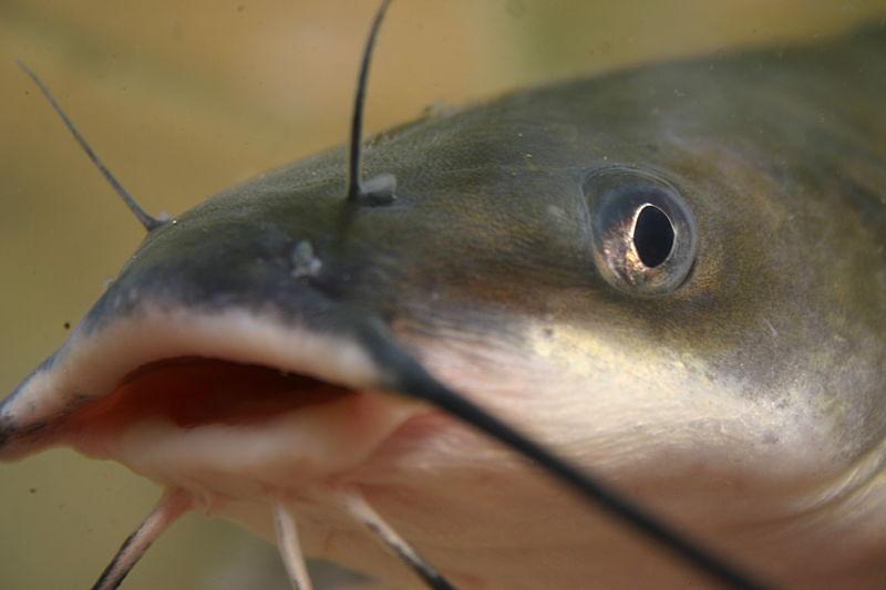 Photo of Channel Catfish